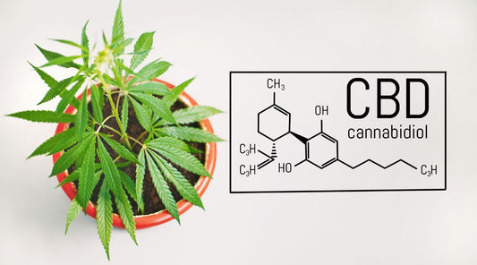 Kratka povijest CBD-a: podrijetlo i legalizacija