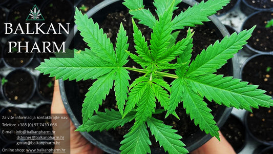 Katalog Sjemena 2, 2023