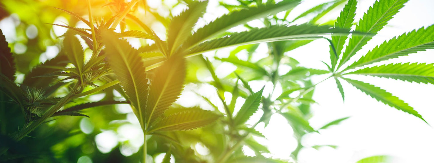 Industrijska konoplja