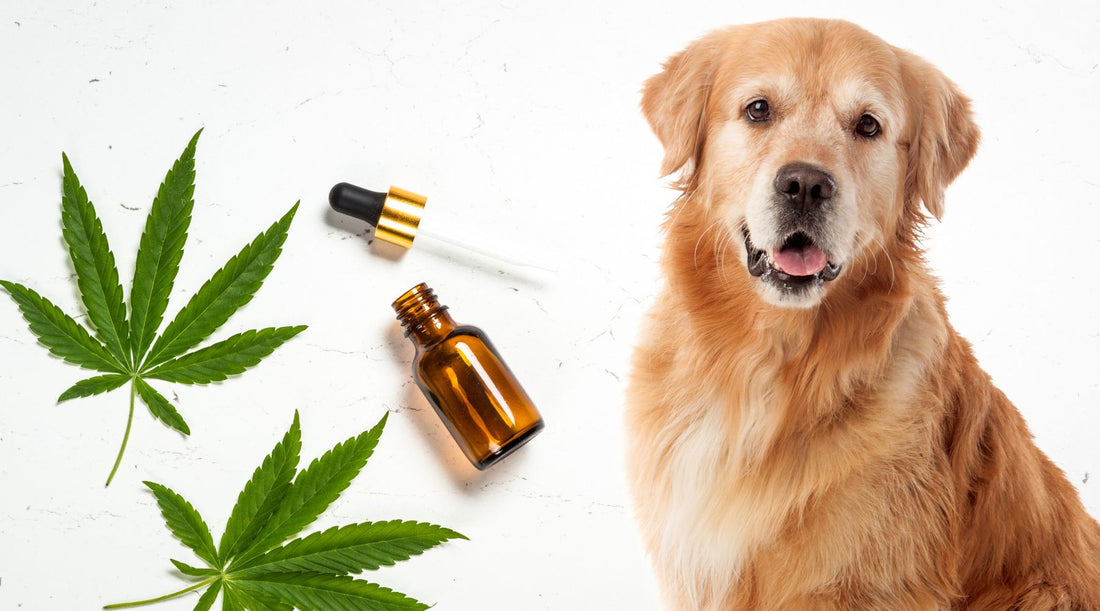 Kako koristiti CBD za kućne ljubimce?